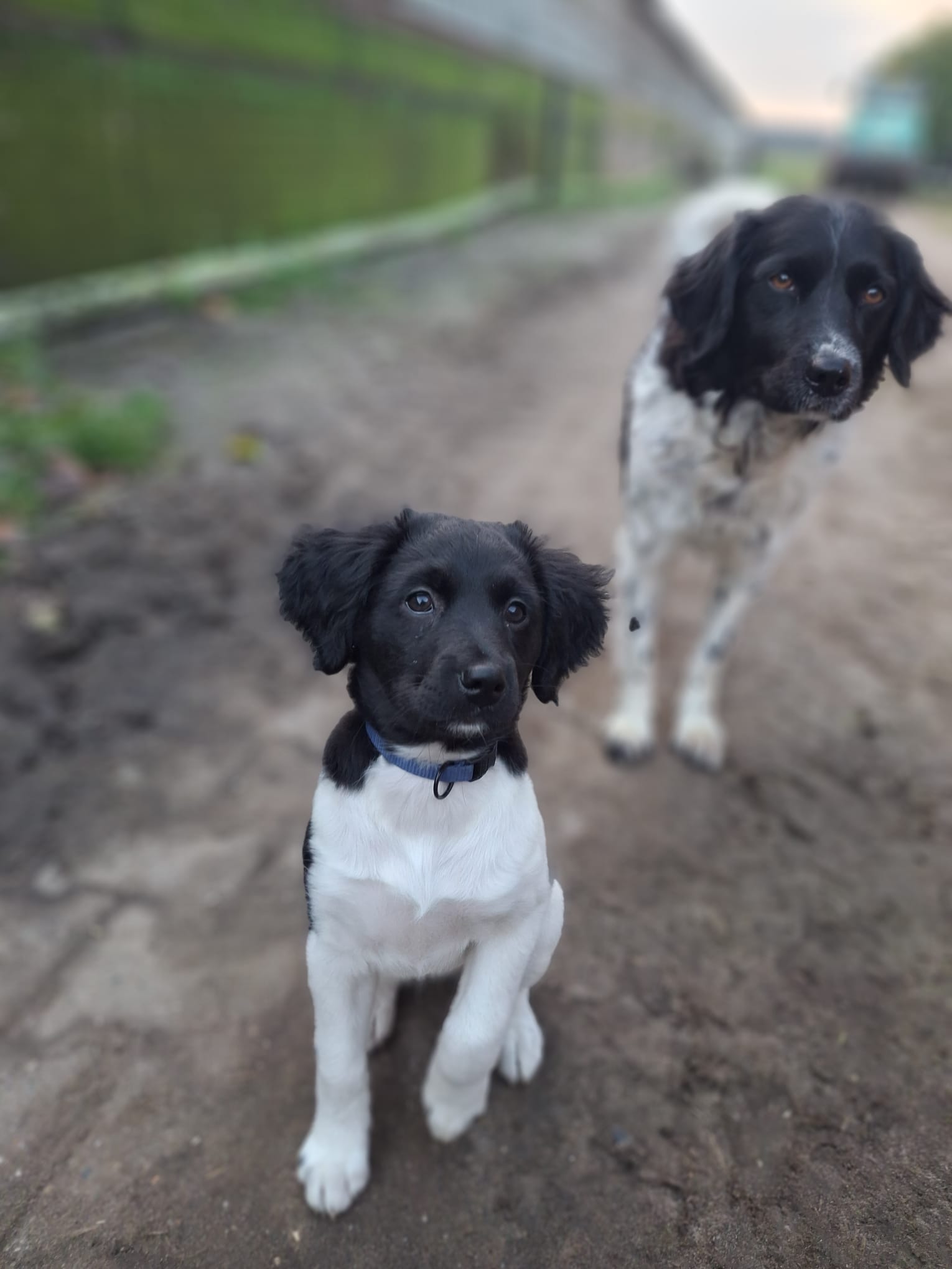 De Boerderieje - Blog Hailey